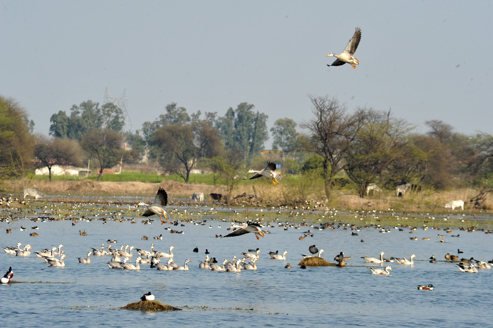 Sultanpur Bird Sanctuary Haryana