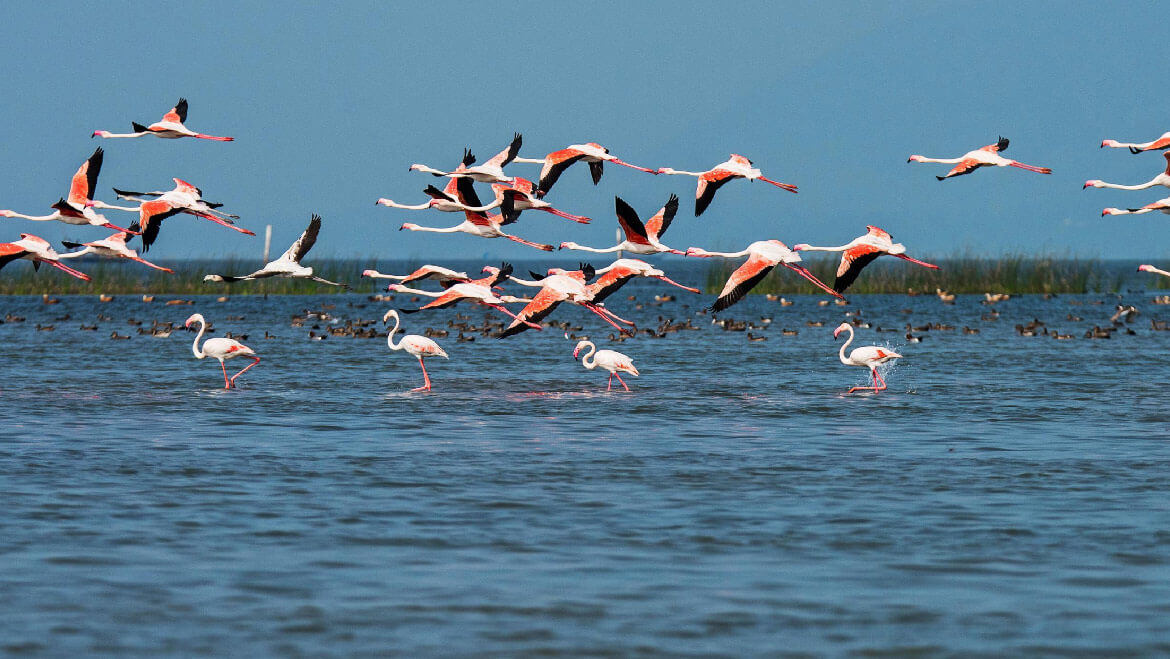 

Chilika Lake Bird Sanctuary Odisha