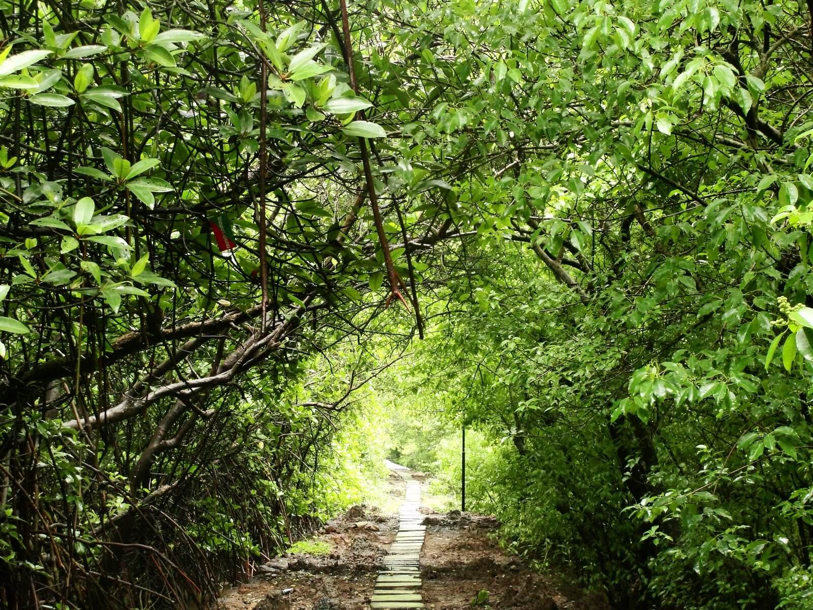 

Salim Ali Bird Sanctuary Goa