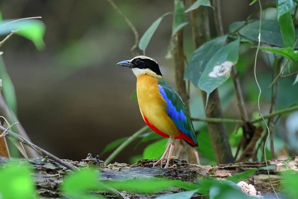 

Thattekad Bird Sanctuary Kerala