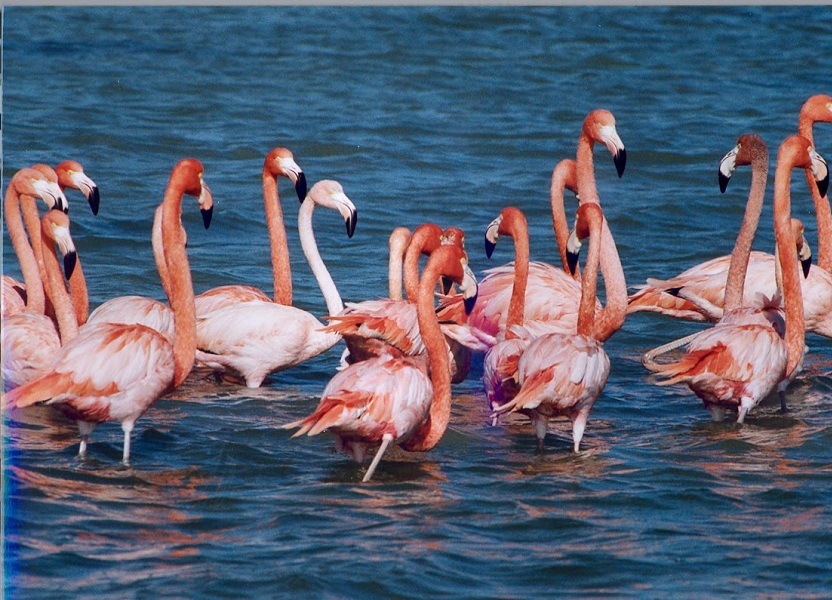 

Nal Sarovar Bird Sanctuary, Gujarat