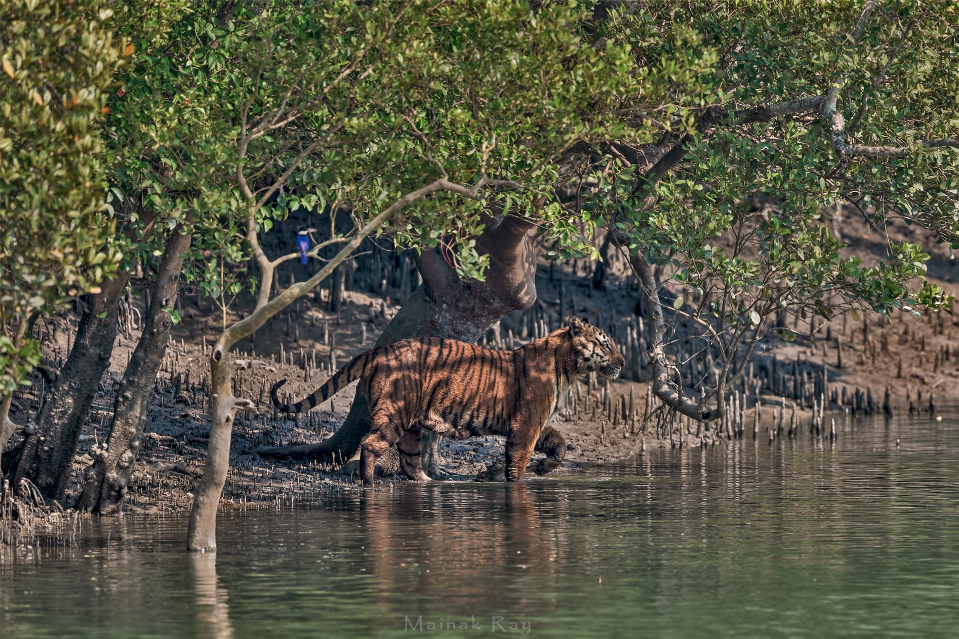 

Sundarbans National Park, West Bengal