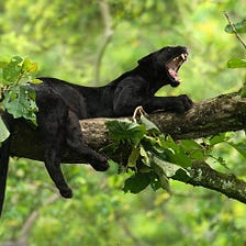 Bandipur National Park