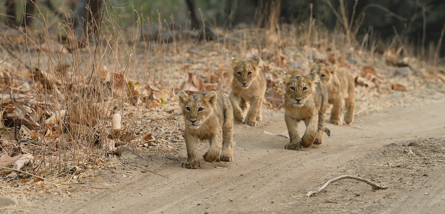 Gir Forest National Park