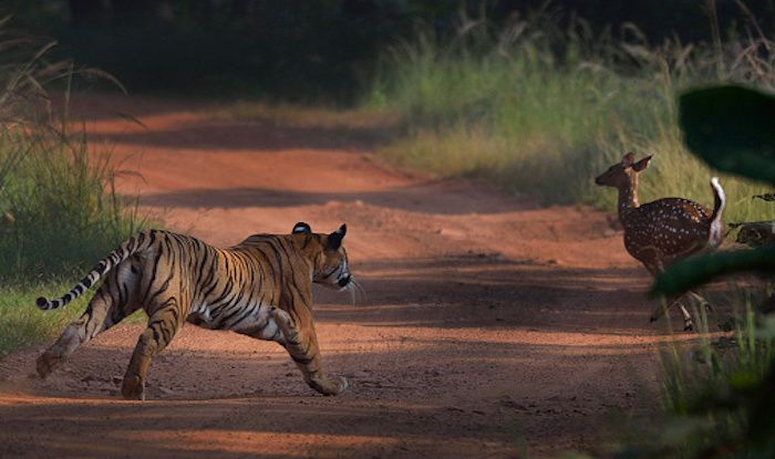 Tadoba Andhari Tiger Reserve