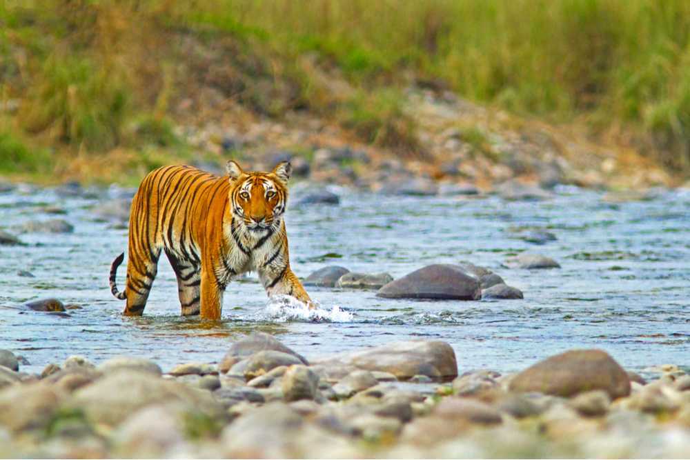 Jim Corbett National Park, Uttarakhand 