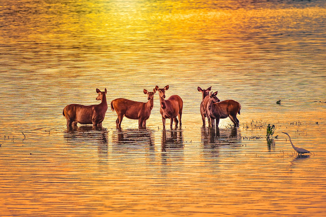 Kaziranga National Park, Assam